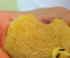 Boletus III.JPG