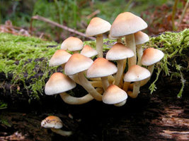 awww.coisasdaterra.com_wp_content_uploads_2010_03_cogumelos.jpg