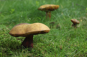 avisao.sapo.pt_users_126_12623_cogumelos_bc56.jpg