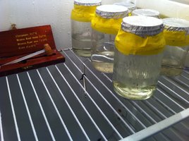 IMG_2250.jpg