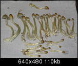 aimg103.exs.cx_img103_4585_402av.th.jpg