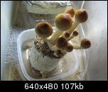 aimg203.exs.cx_img203_9514_imagem0016qq.th.jpg