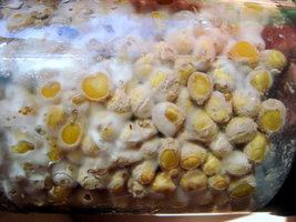 DSC08336.JPG