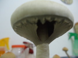 DSC03009.JPG