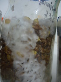 DSC03018.JPG