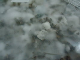 DSC03035.JPG