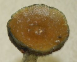 gel close.jpg