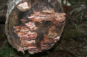 p_mushrooms.jpg
