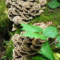 Humboldt County CA img_2423.jpg