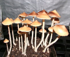 Psilocybe Zapotecorum - Sawmill