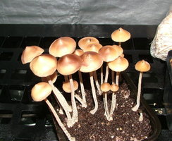 psilocybe-zapotecorum-sawmill14.jpg