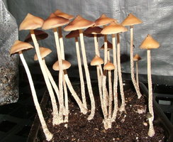 psilocybe-zapotecorum-sawmill13.jpg