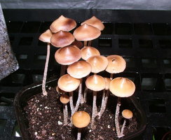 psilocybe-zapotecorum-sawmill12.jpg