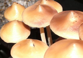 psilocybe-zapotecorum-sawmill11.jpg