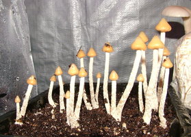 psilocybe-zapotecorum-sawmill09.jpg