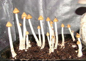 psilocybe-zapotecorum-sawmill08.jpg