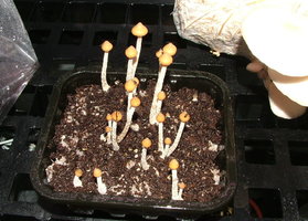 psilocybe-zapotecorum-sawmill07.jpg