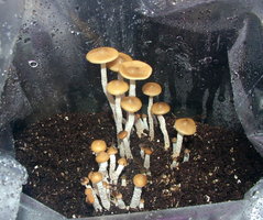 psilocybe-zapotecorum-sawmill06.jpg