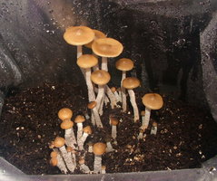 psilocybe-zapotecorum-sawmill05.jpg