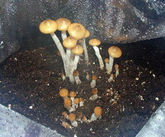 psilocybe-zapotecorum-sawmill04.jpg