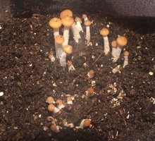psilocybe-zapotecorum-sawmill03.jpg