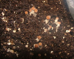 psilocybe-zapotecorum-sawmill02.jpg