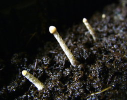 psilocybe-zapotecorum-sawmill01.jpg