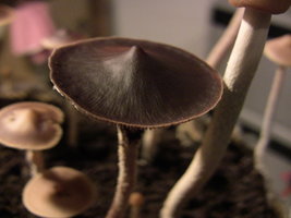 psilocybe-zapotecorum-quila19.jpg