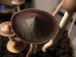 psilocybe-zapotecorum-quila18.jpg