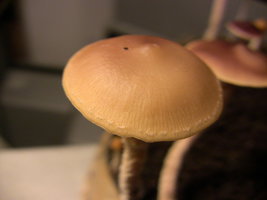 psilocybe-zapotecorum-quila17.jpg