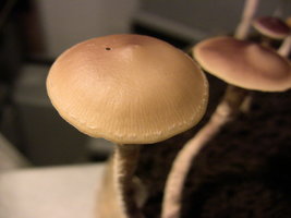 psilocybe-zapotecorum-quila16.jpg