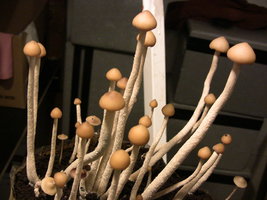 psilocybe-zapotecorum-quila15.jpg