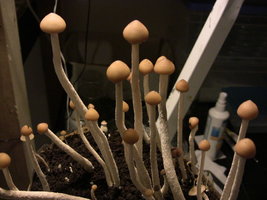 psilocybe-zapotecorum-quila14.jpg