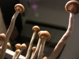 psilocybe-zapotecorum-quila13.jpg