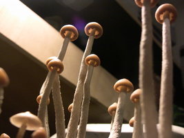 psilocybe-zapotecorum-quila12.jpg