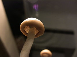 psilocybe-zapotecorum-quila11.jpg