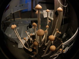psilocybe-zapotecorum-quila10.jpg
