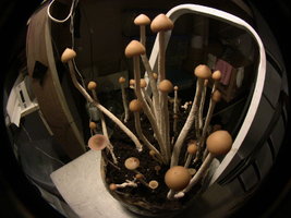 psilocybe-zapotecorum-quila09.jpg