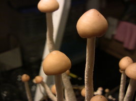 psilocybe-zapotecorum-quila08.jpg