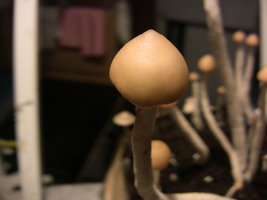 psilocybe-zapotecorum-quila07.jpg