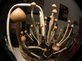 psilocybe-zapotecorum-quila06.jpg