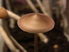psilocybe-zapotecorum-quila05.jpg