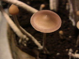 psilocybe-zapotecorum-quila04.jpg