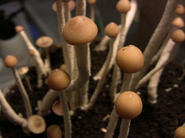 psilocybe-zapotecorum-quila03.jpg