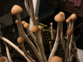psilocybe-zapotecorum-quila02.jpg