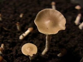 psilocybe-zapotecorum-quila01.jpg