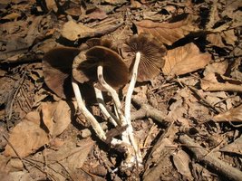 psilocybe-zapotecorum04.jpg