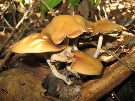 psilocybe-zapotecorum03.jpg
