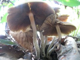 psilocybe-zapotecorum02.jpg