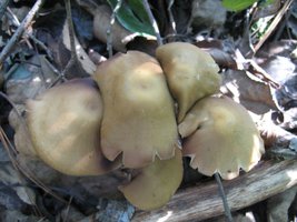 psilocybe-zapotecorum01.jpg
